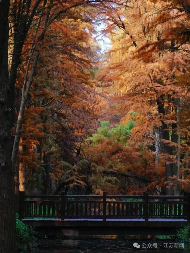 苏超夺冠 泰州多景区免票 冠军福利来袭